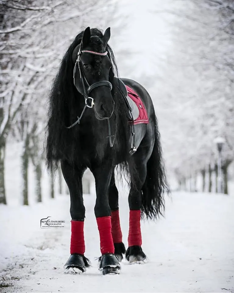 Equestrian Stockholm Dressage Saddle Pad Bordeaux